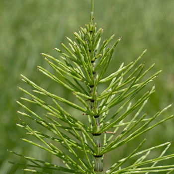 pianta di equiseto
