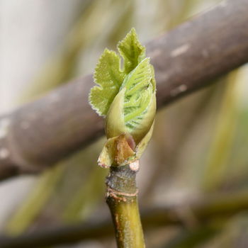 gemma di ficus carica