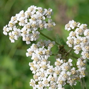 fiore di achillea