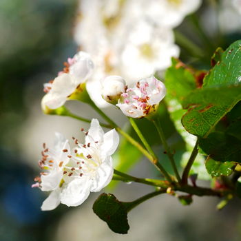 fiore di biancospino