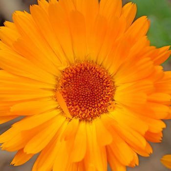fiore di calendula