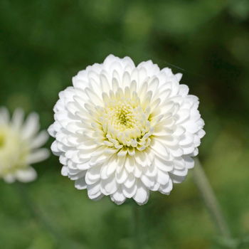 fiore di camomilla romana