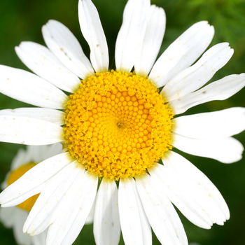 fiore di camomilla
