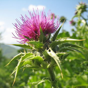 fiore di cardo mariano