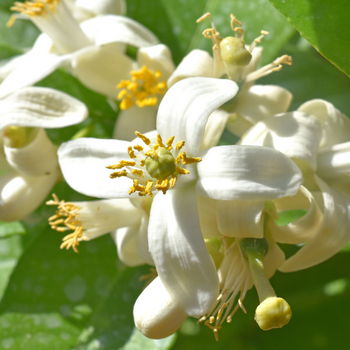 fiore di cedro