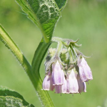 fiore di consolida