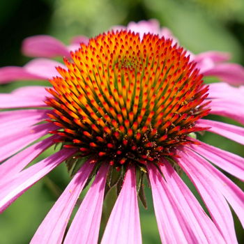 fiore di echinacea
