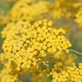 fiore di elicriso