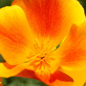 fiore di escolzia