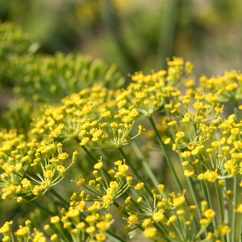 fiore di finocchio