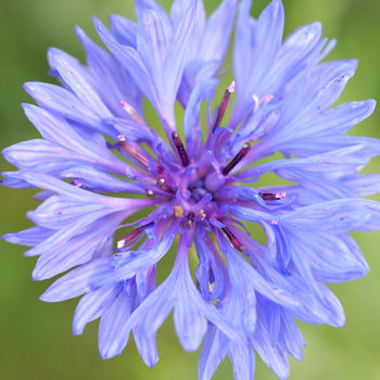 fiore di fiordaliso