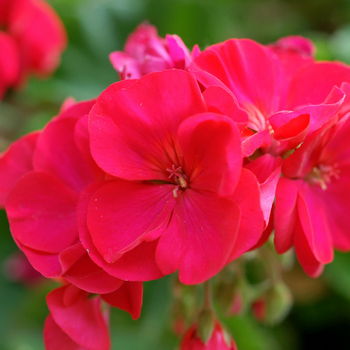 fiore di geranio