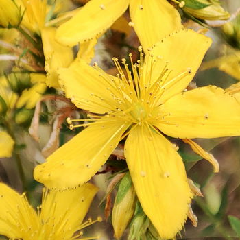 fiore di iperico