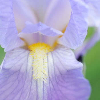 fiore di iris