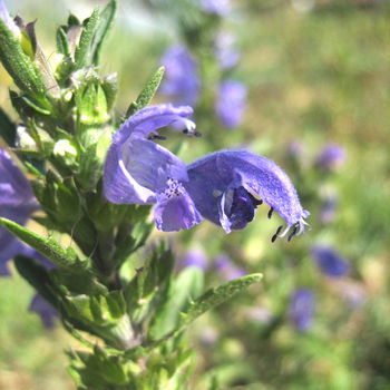 fiore di issopo