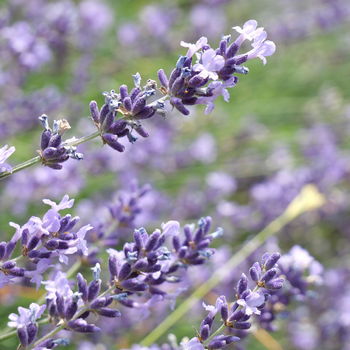 fiore di lavanda