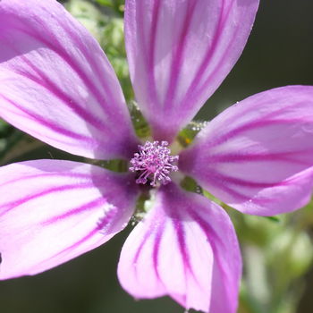 fiore di malva