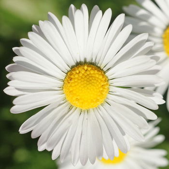 fiore di pratolina