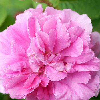 fiore di rosa