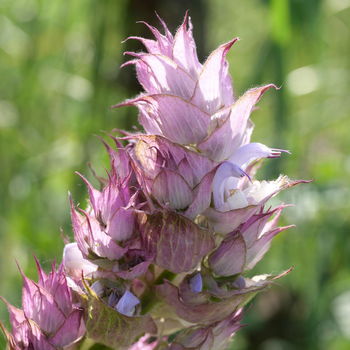 fiore di salvia sclarea