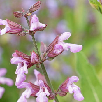 fiore di salvia