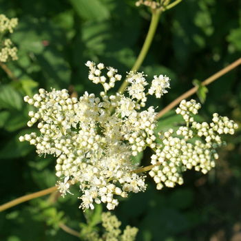 fiore di spirea