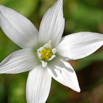 fiore di star of bethlehem
