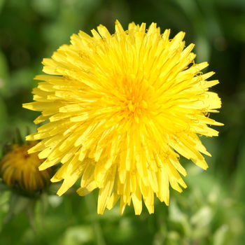fiore di tarassaco
