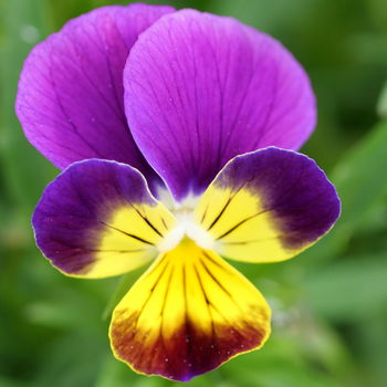 fiore di viola