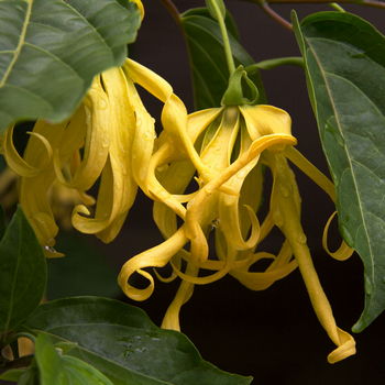 fiore di ylang ylang