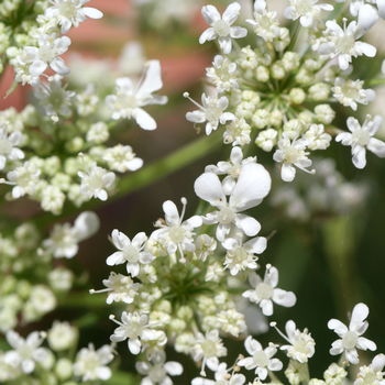 fiori di carota