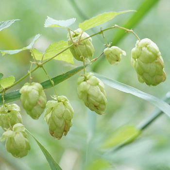 fiori di luppolo