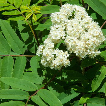 fiori di sorbo