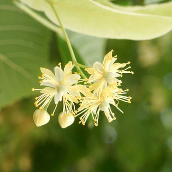 fiori di tiglio