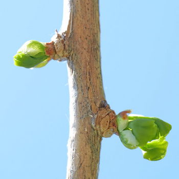 gemme di ginkgo