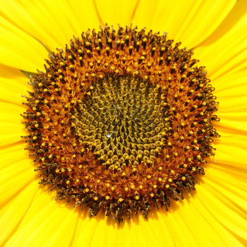 fiore di girasole