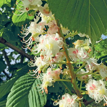 fiore di ippocastano