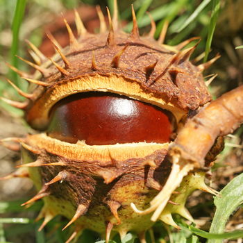 frutto di ippocastano