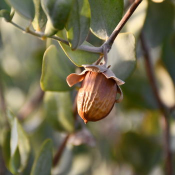 seme di jojoba