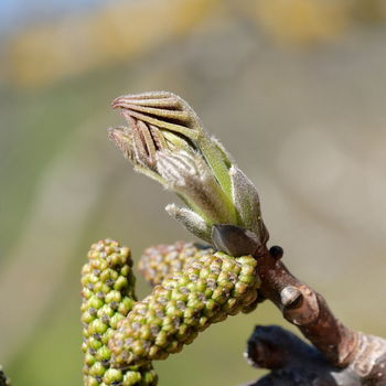 gemme di juglans regia