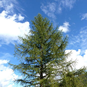 albero di larice