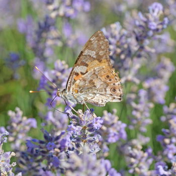 lavanda con farfalla