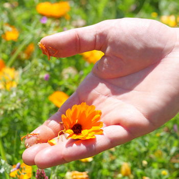 mani con calendula
