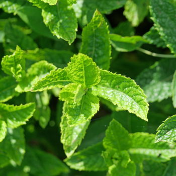 menta foglie