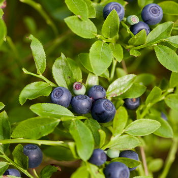 mirtillo nero