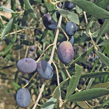 frutto di oliva