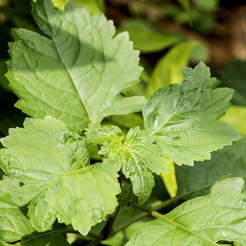 foglie di patchouli