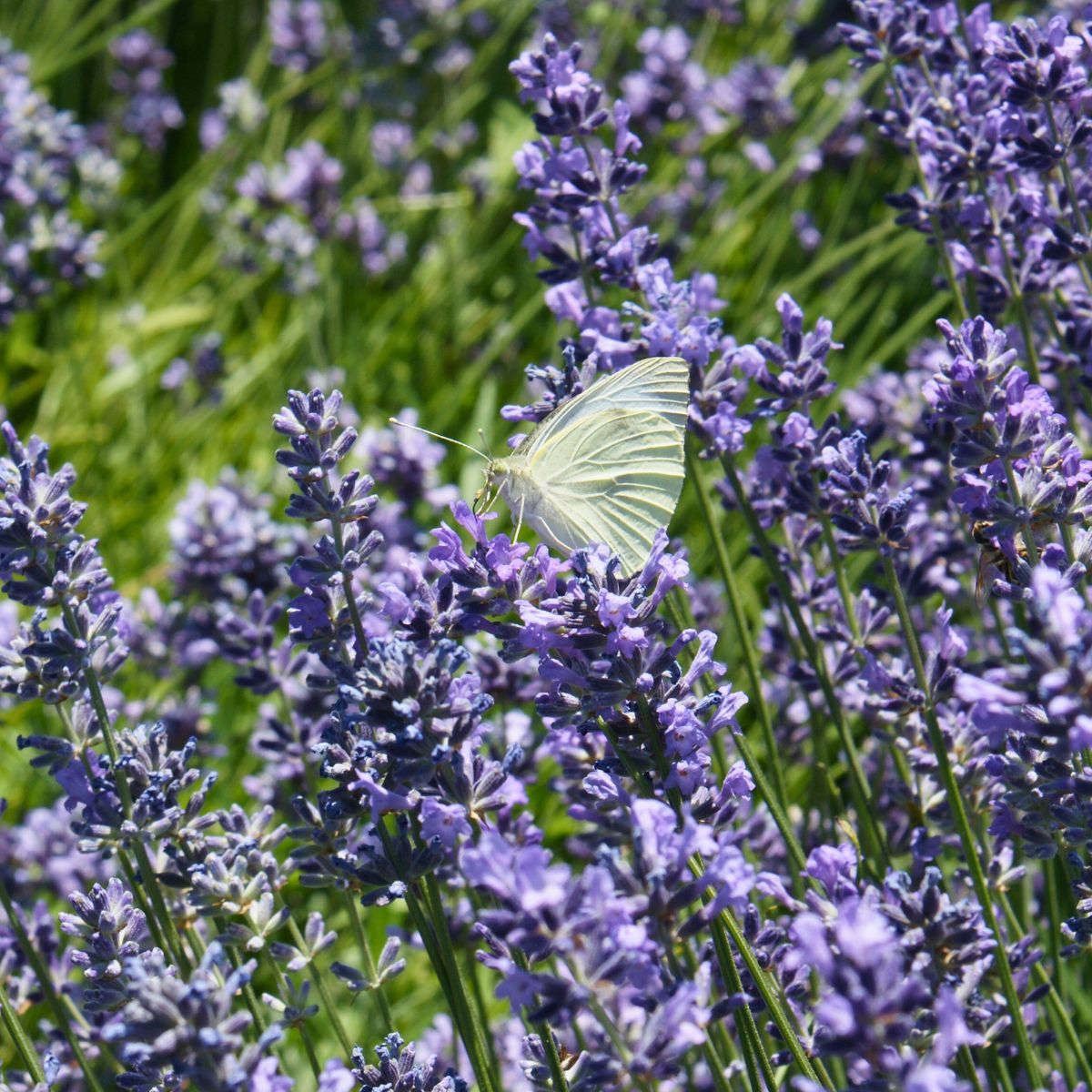 pianta di lavanda