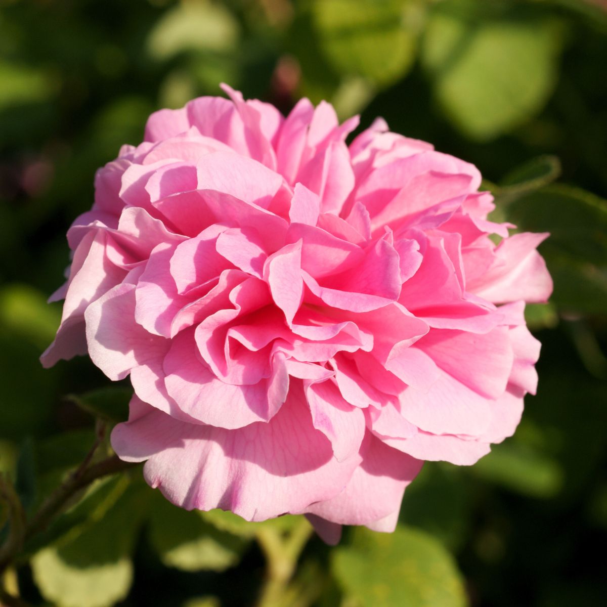 pianta di rosa bio