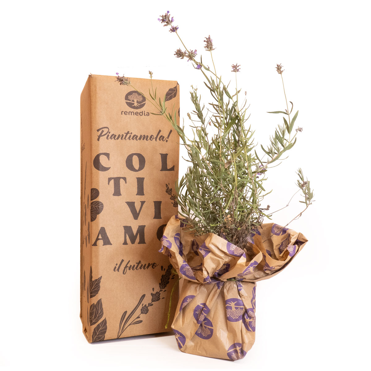 pianta di lavanda e scatola per la spedizione